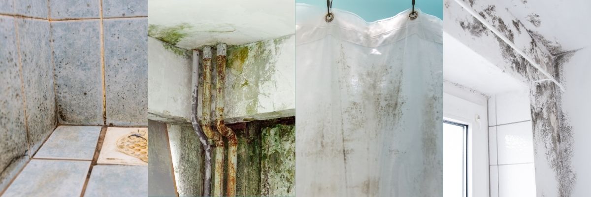 4 examples of mold and mildew appearing in areas of a home where moisture collects. 