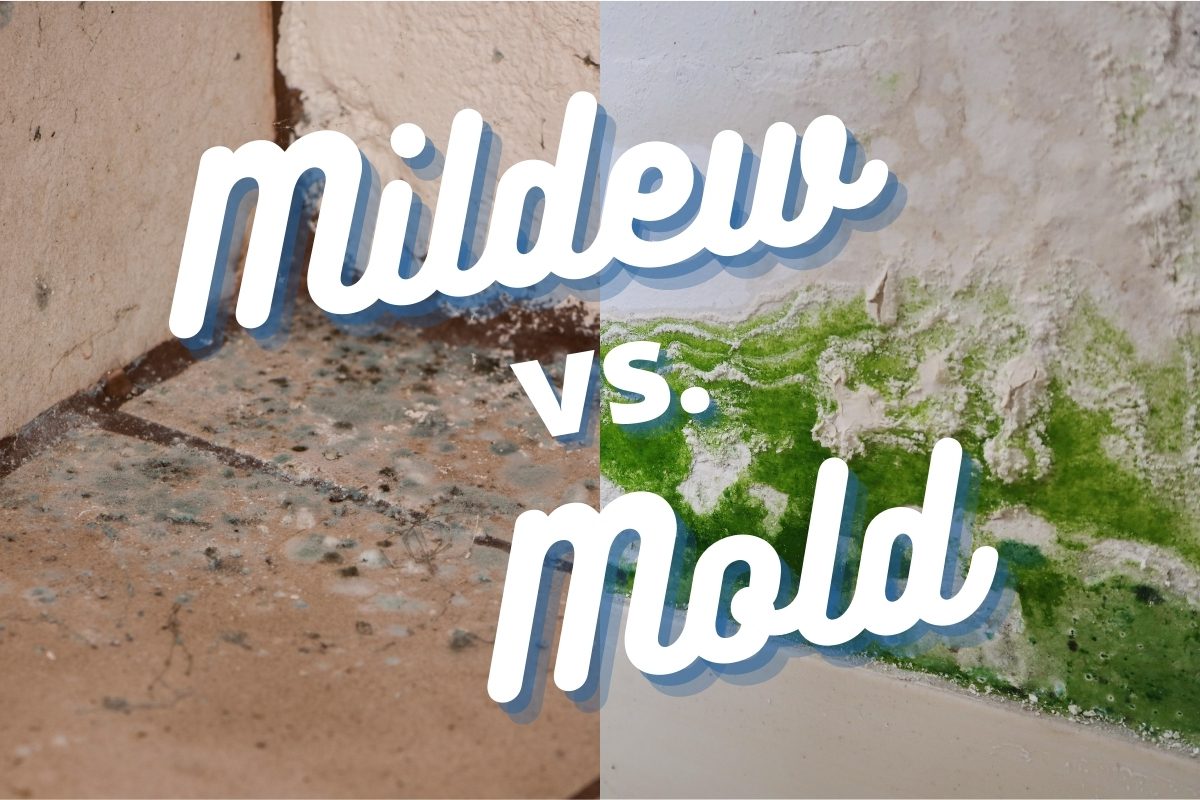 6 differences between mold and mildew