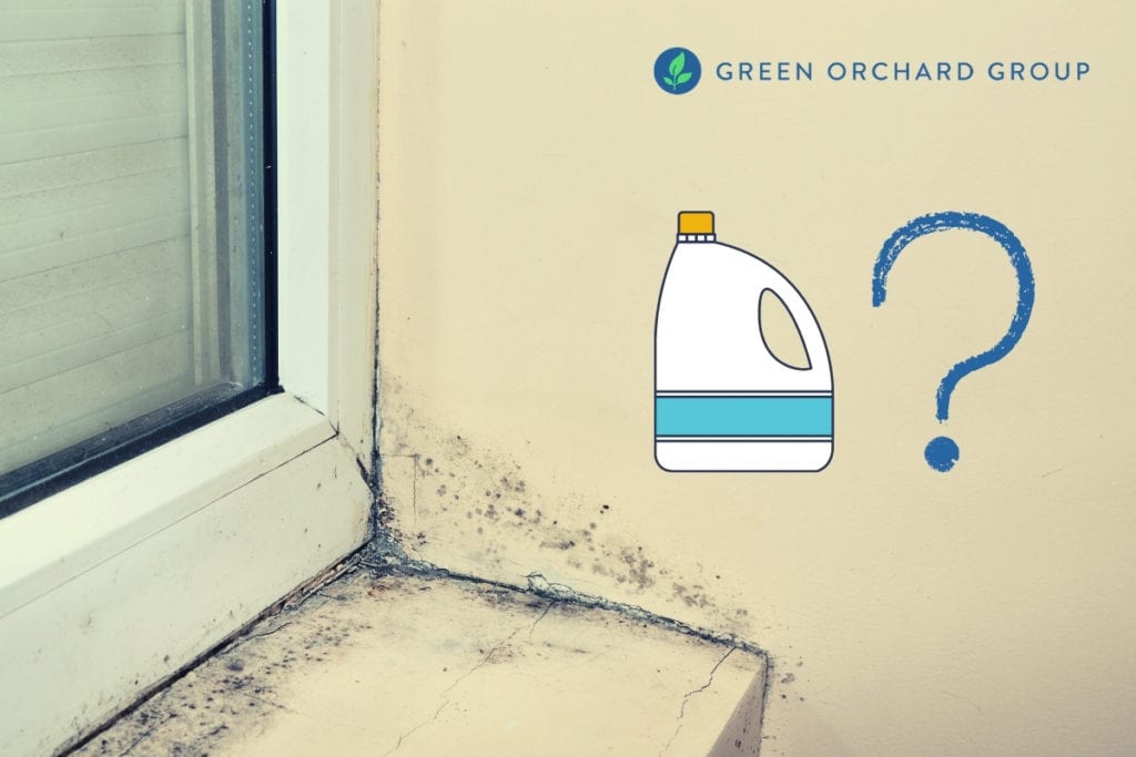 Does Bleach Kill Mold & When Is It