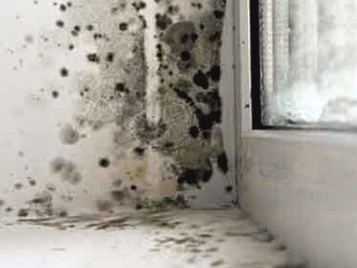 What Does Black Mold in Your Home Look Like?