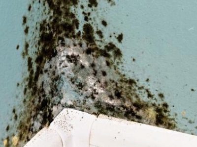 Black Mold vs. Green Mold: Does Mold Color Really Matter?