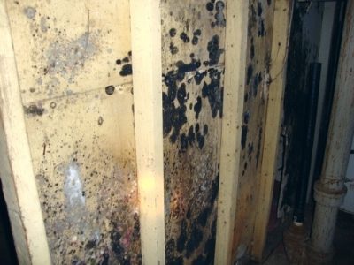 Black mold growing behind the drywall in a building. 