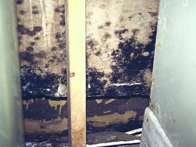 Black mold growing on a wooden wall. 