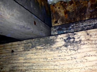 Black mold growing on the wooden frame of a building, located in a basement. 
