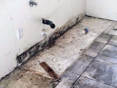 Flood damage: Meet Stachybotrus charatrum (a.k.a. black mold)