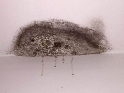 Signs of Black Mold in Air Vents & Should You Be Worried?