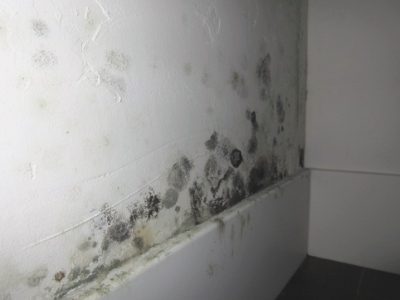 Black mold growing in a wall just above a baseboard. 