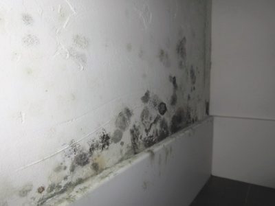 Flood damage: Meet Stachybotrus charatrum (a.k.a. black mold)