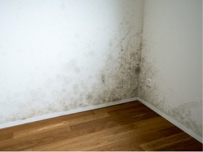 Black mold beginning to spread in the walls of a corner of a room. 