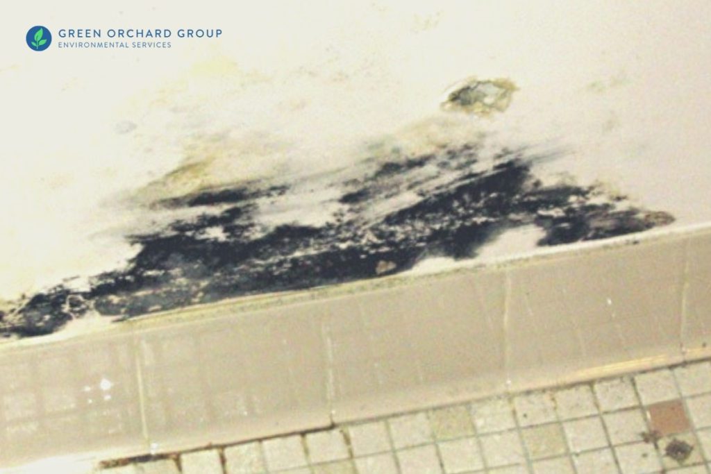 Visuals of Stachybotrys chartarum or Black mold