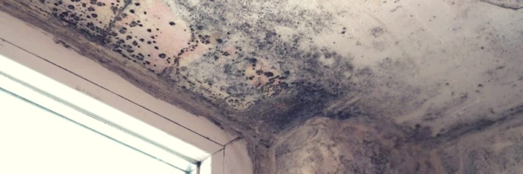 How Fast Does Mold Grow After A Water Leak