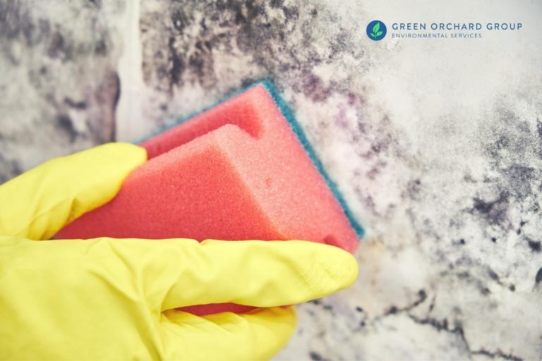 How to Remove Mold from Painted Walls