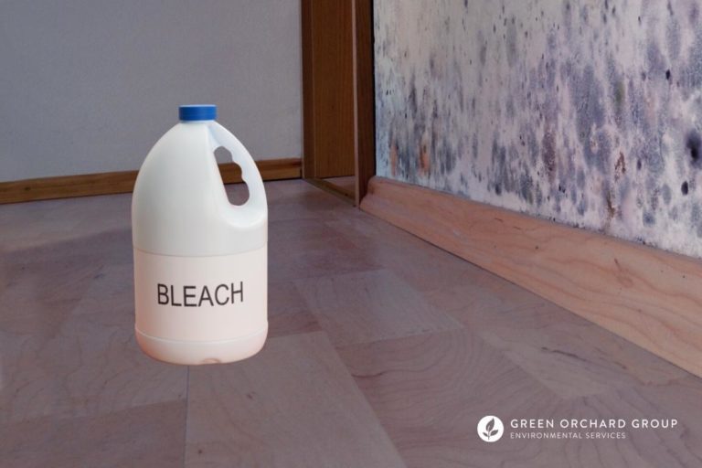When and How Should You Use Bleach to Kill Mold