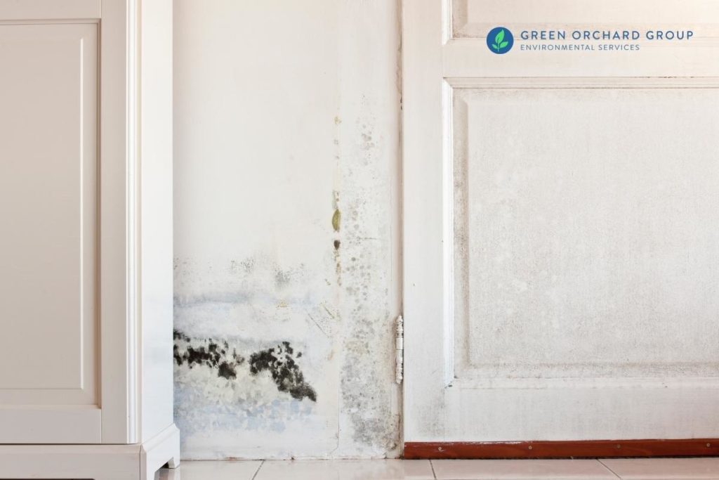 Symptoms of Mold Exposure: In House and More