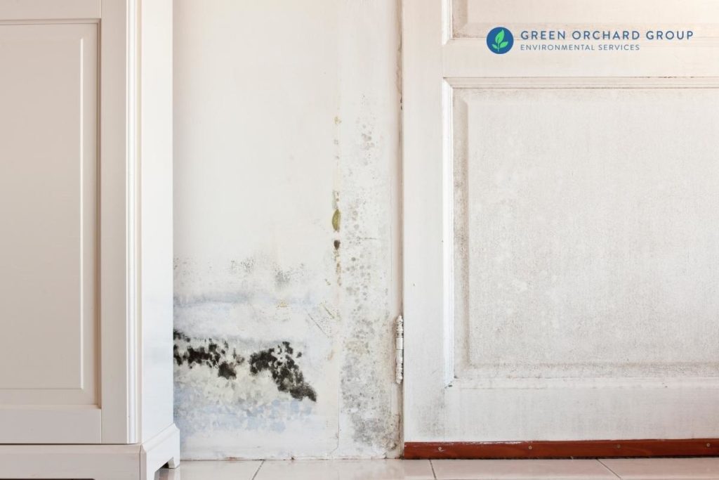 Signs You Could Have Black Mold in Basement