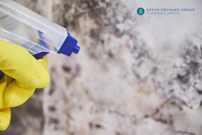 What Kills Mold? A List of Effective Household Cleaners